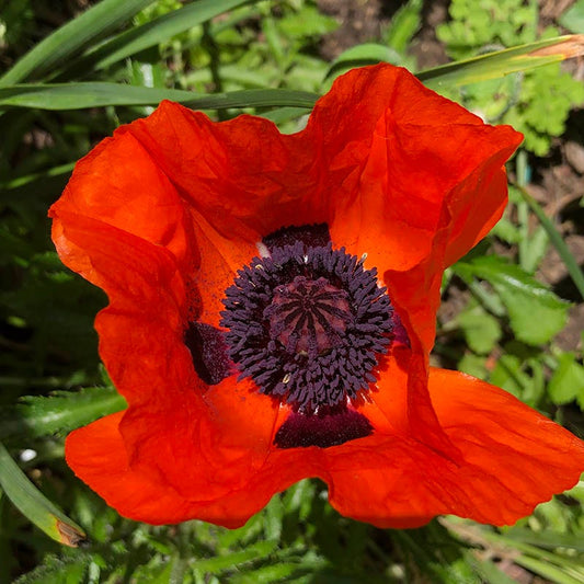  Prince Of Orange Oriental Poppy