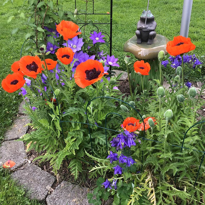  Prince Of Orange Oriental Poppy