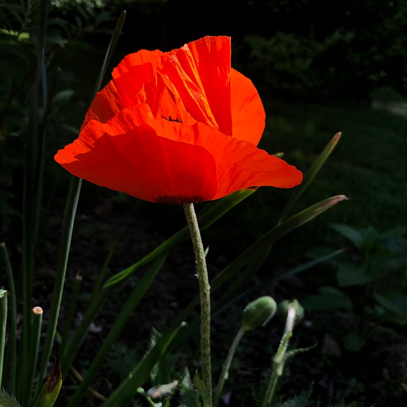 Prince Of Orange Oriental Poppy