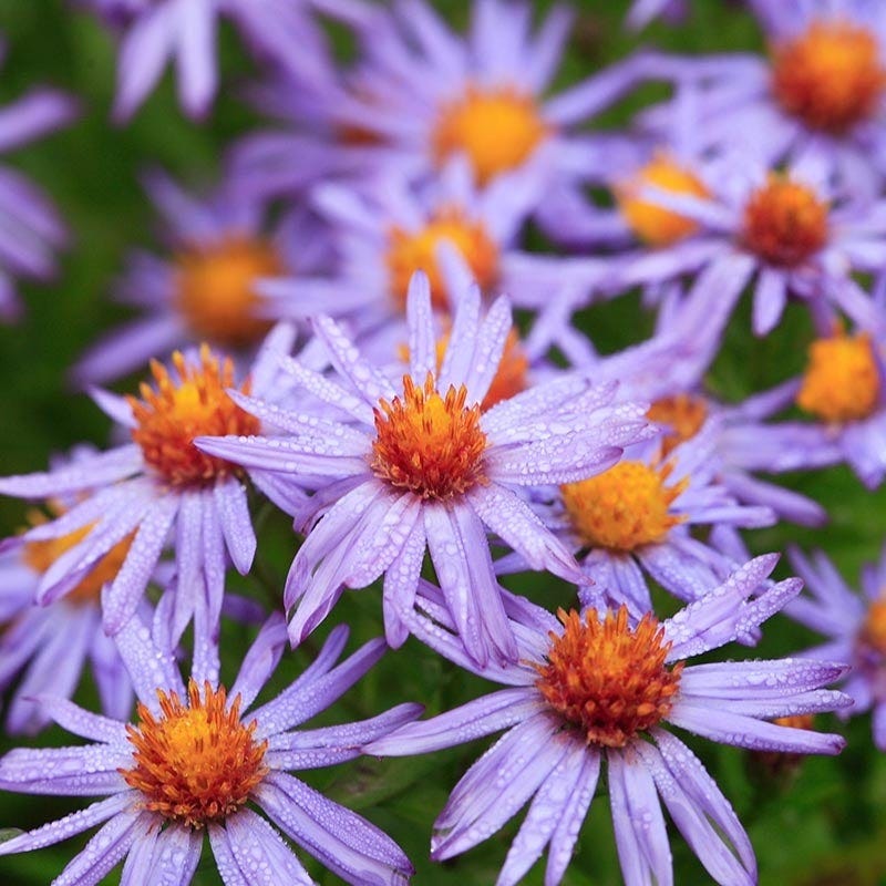  Autumn Magic Pollinator Collection