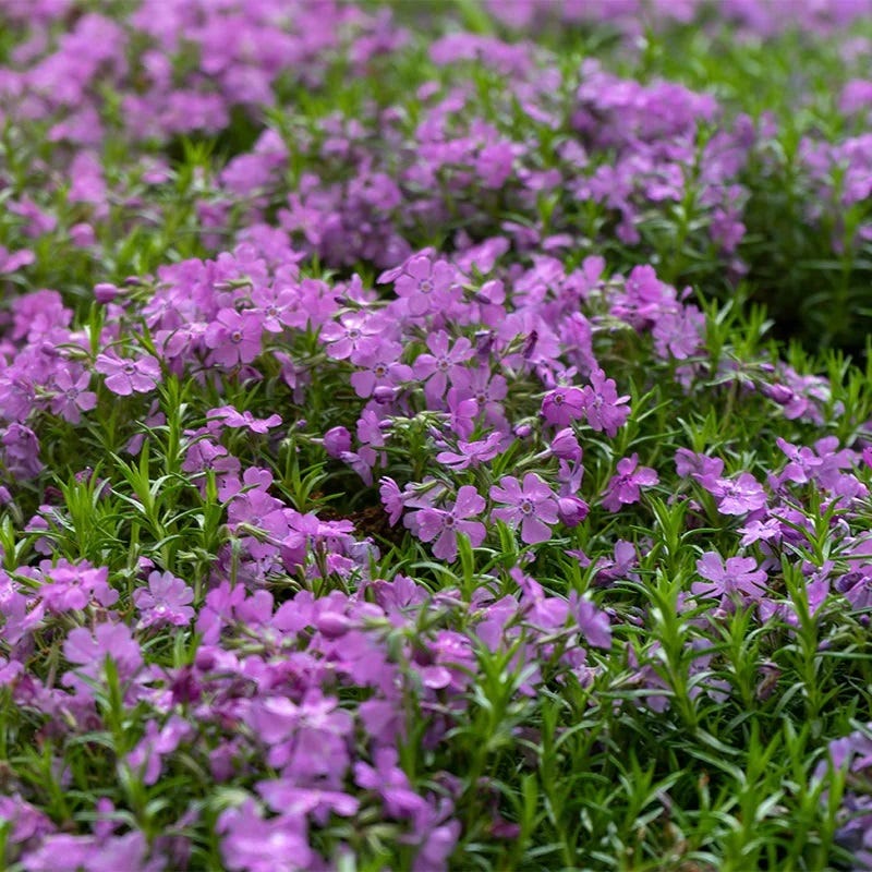 Purple Beauty Creeping Phlox