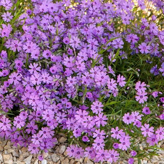  Purple Beauty Creeping Phlox