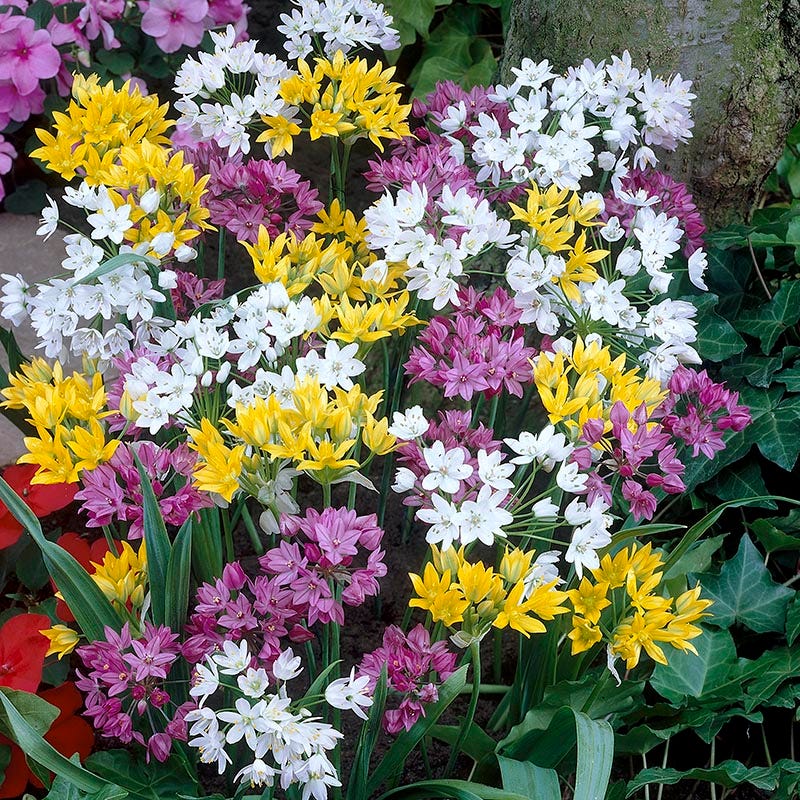  Endless Allium Bulb Collection