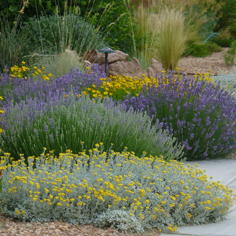  Partridge Feather (Tanacetum)