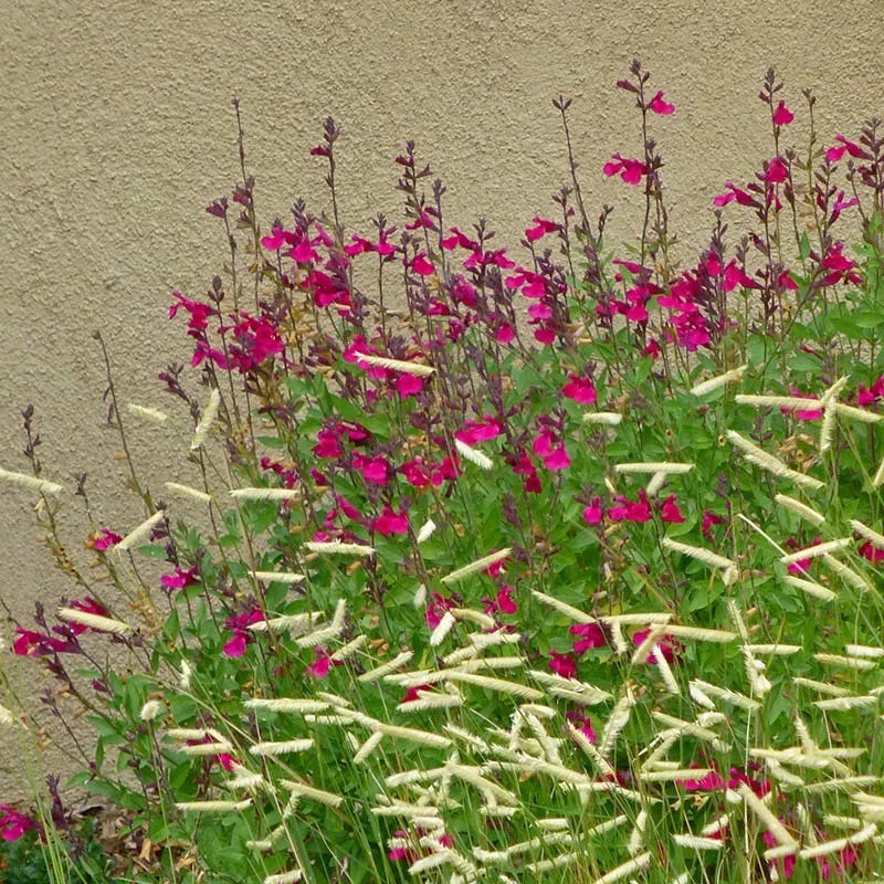  Raspberry Delight® Salvia