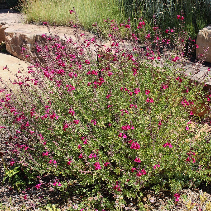  Salvia Collection
