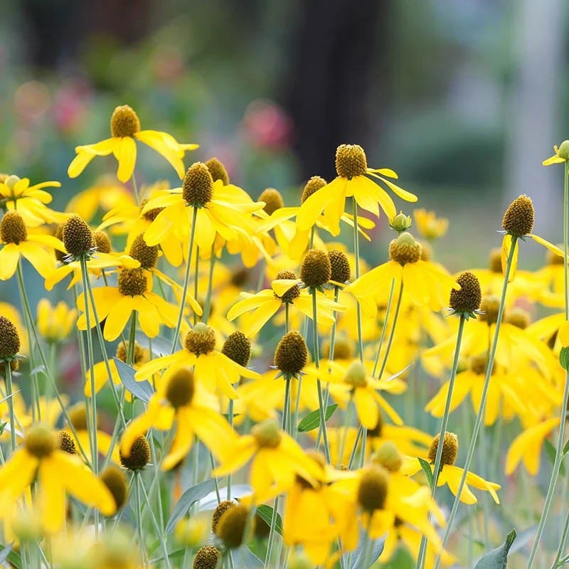  Colorado Perennial Collection