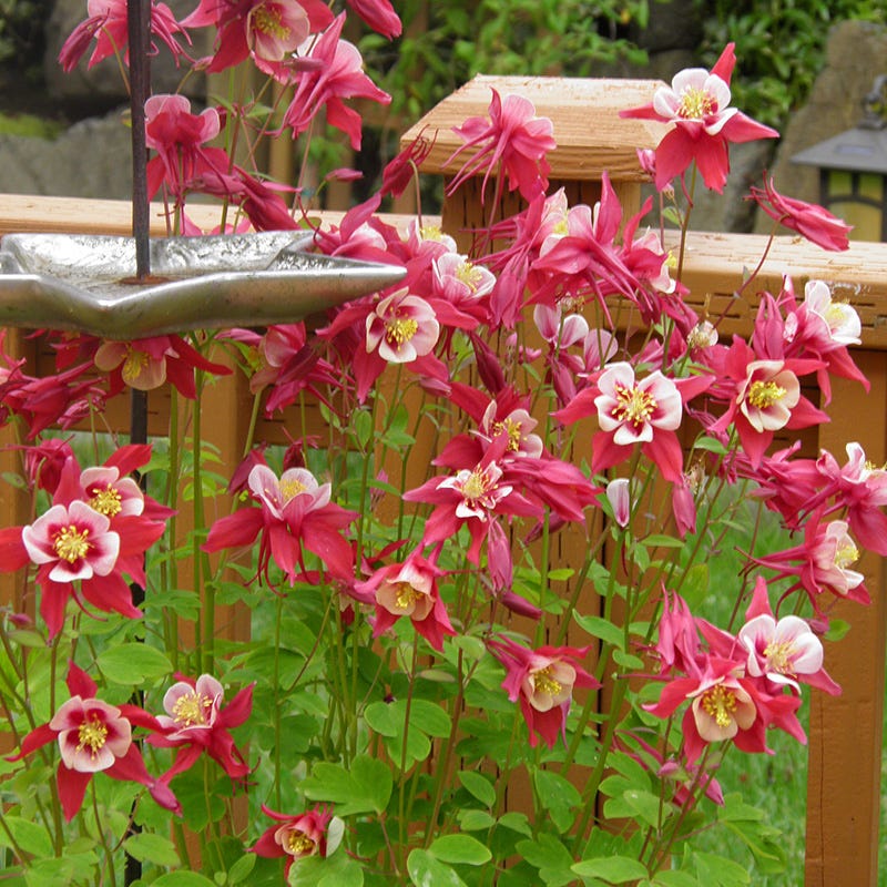  Red Hobbit Columbine