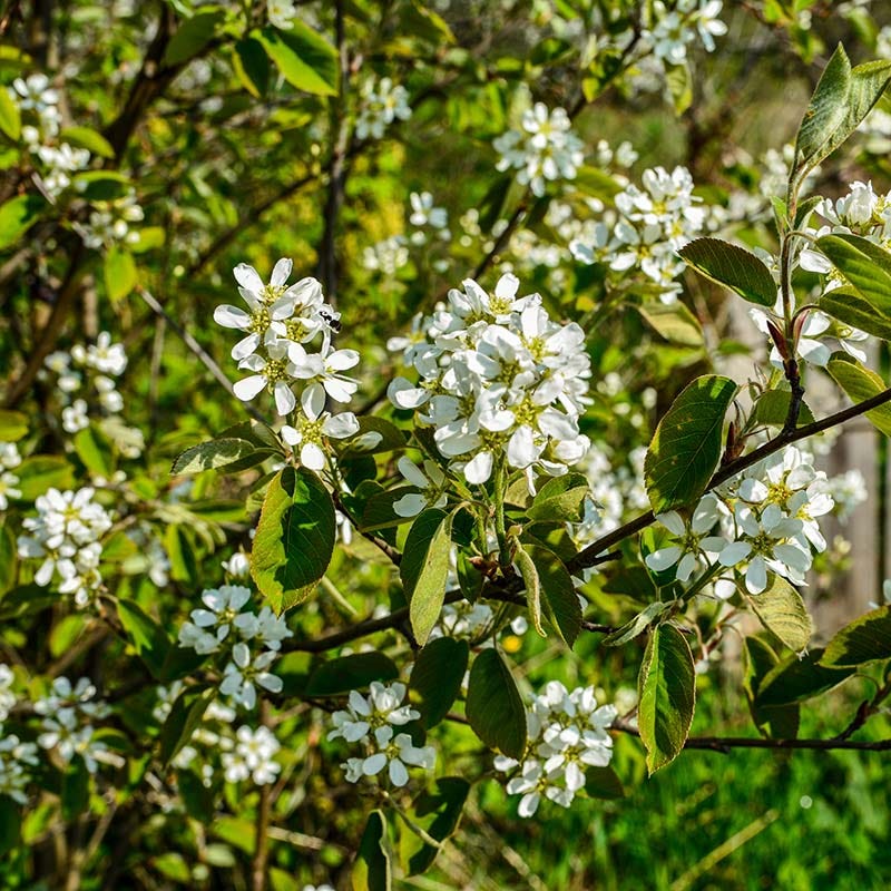  Regent Serviceberry (Amelanchier)