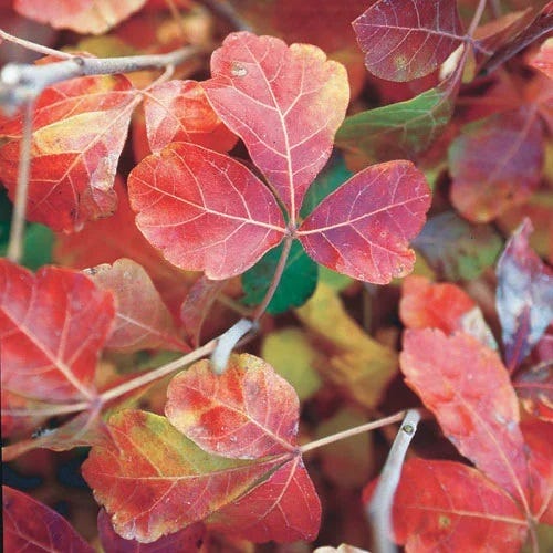  Gro-Low Sumac (Rhus)