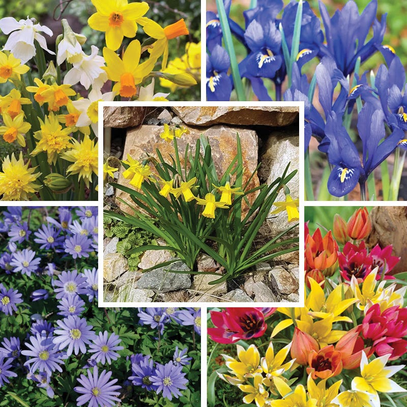  Rock Garden Bulb Collection