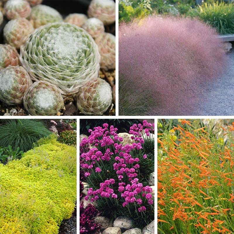  Rock Garden Collection