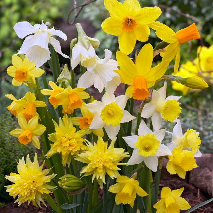  Rock Garden Bulb Collection