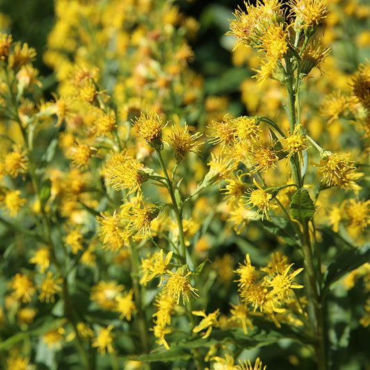  Rocky Mountain Goldenrod (Solidago)