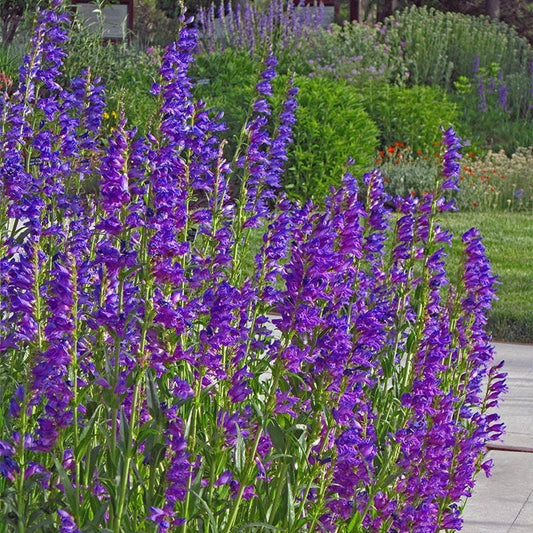  Rocky Mountain Penstemon