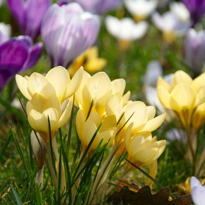  Romance Crocus