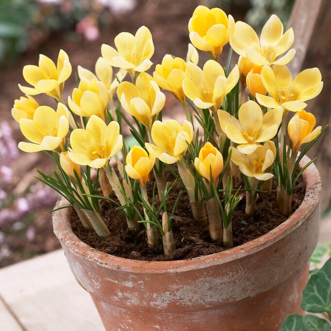  Romance Crocus