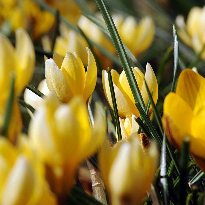  Romance Crocus