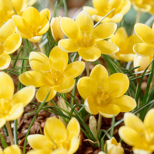  Romance Crocus