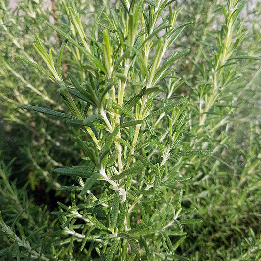  Super Arp Rosemary