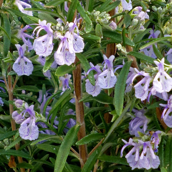  Alcalde Cold Hardy Rosemary