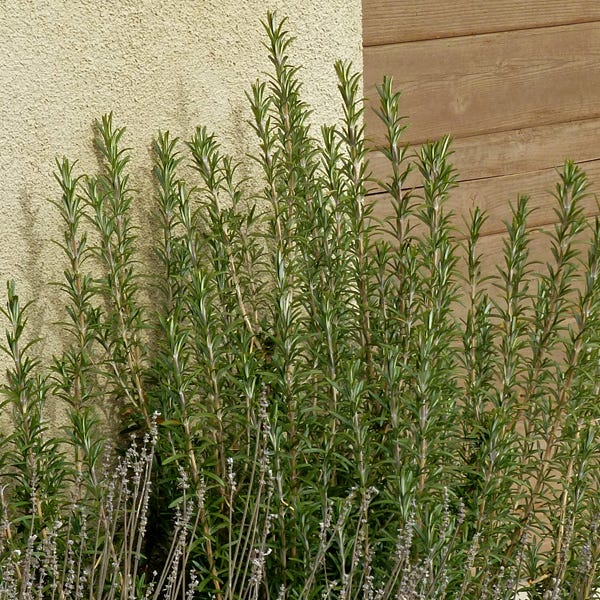  Alcalde Cold Hardy Rosemary