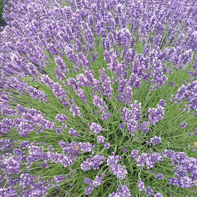  Royal Velvet English Lavender