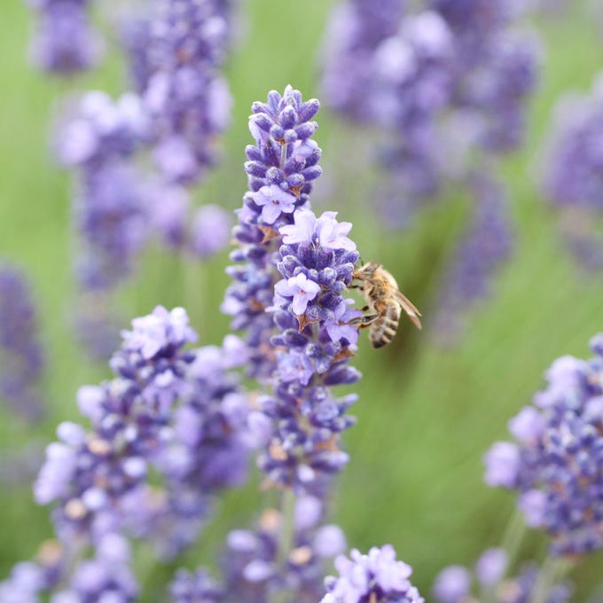  Royal Velvet English Lavender