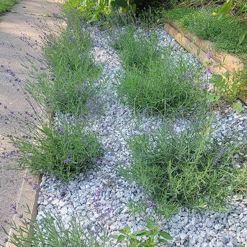  Royal Velvet English Lavender