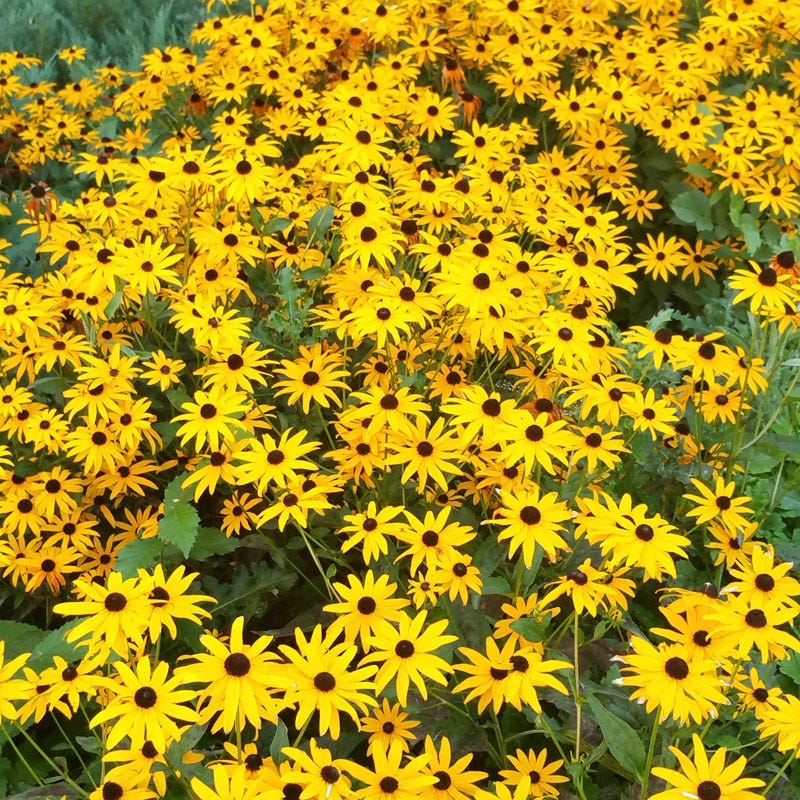  Goldsturm Black Eyed Susan