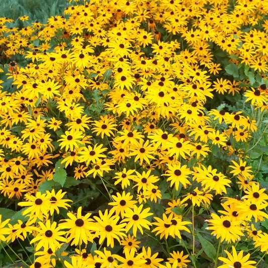  Goldsturm Black Eyed Susan