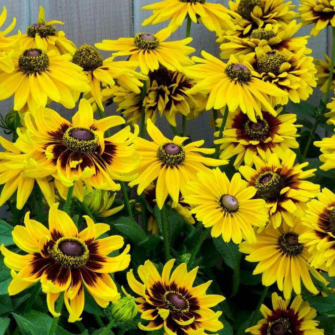  Denver Daisy Black Eyed Susan