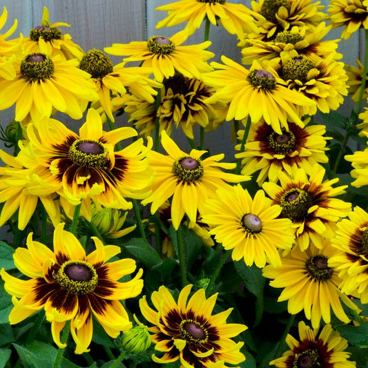  Denver Daisy Black Eyed Susan