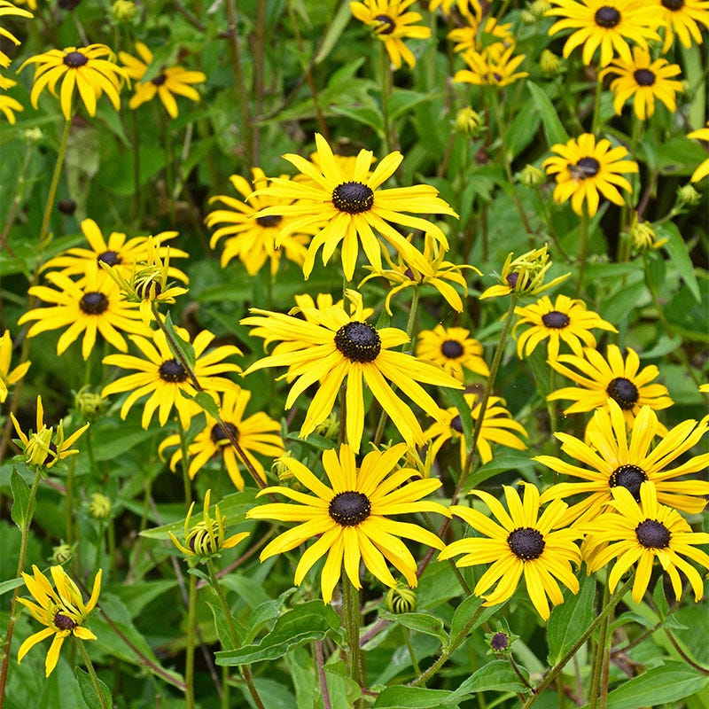  Butterfly Paradise Pre-Planned Cottage Garden