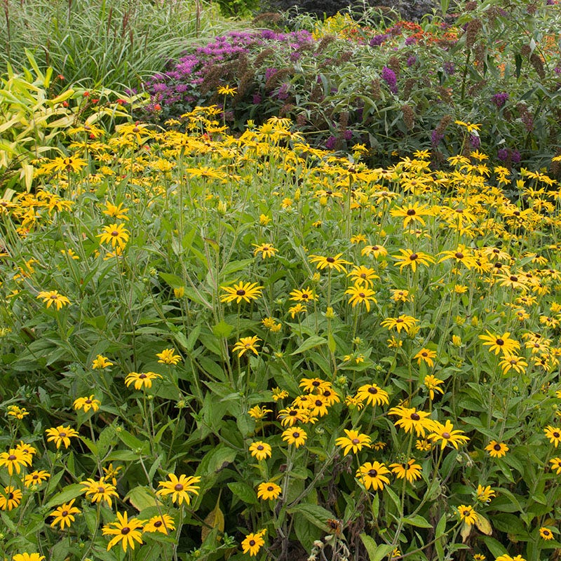  Deam's Black Eyed Susan