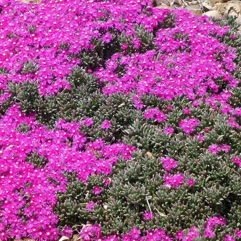  Creeping Shrubby Ice Plant (Ruschia)