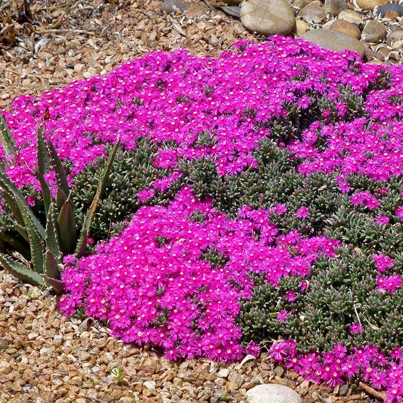  Creeping Shrubby Ice Plant (Ruschia)