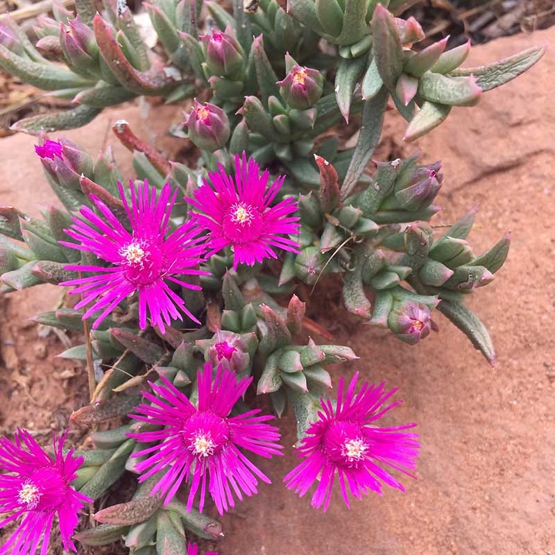  Creeping Shrubby Ice Plant (Ruschia)
