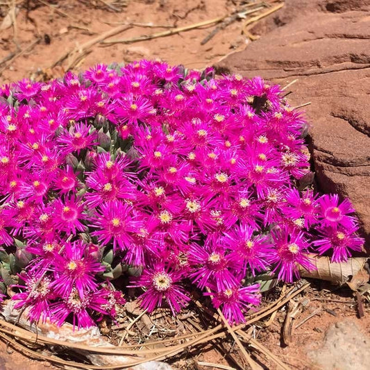  Creeping Shrubby Ice Plant (Ruschia)
