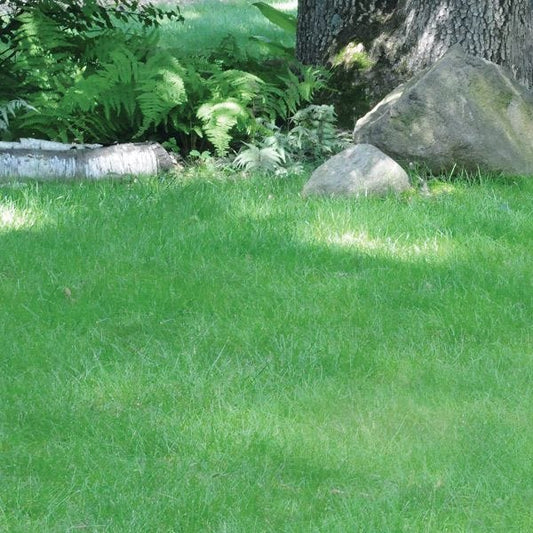  No Mow Lawn Grass Seed