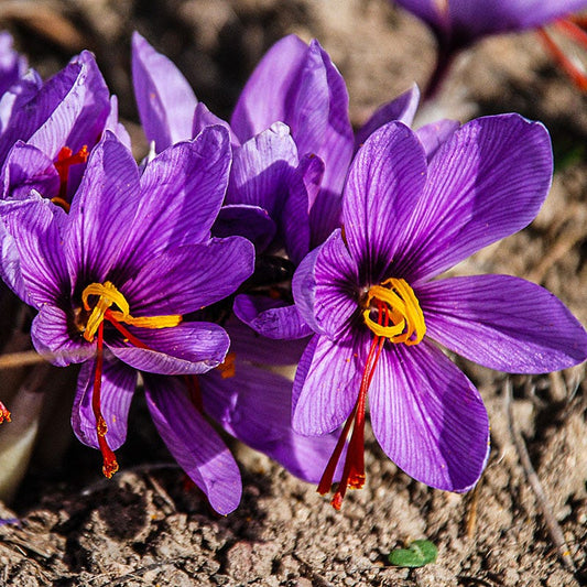  Saffron Crocus