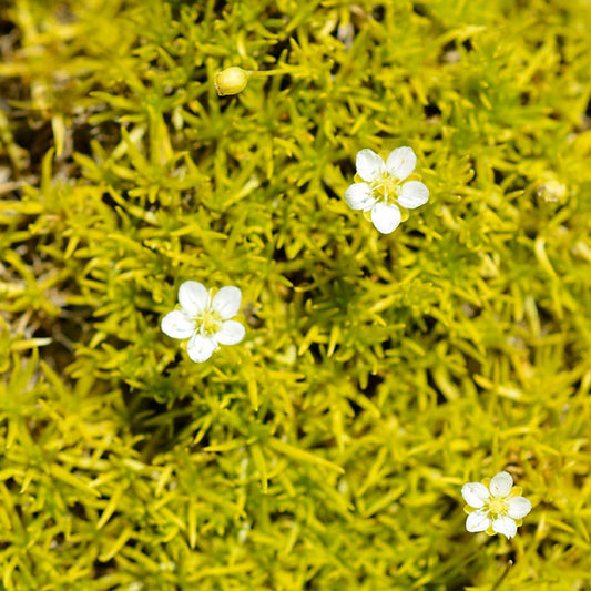  Scotch Moss (Sagina)