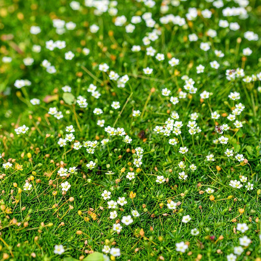  Green Irish Moss (Sagina)