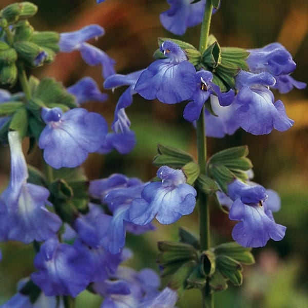  Prairie Salvia