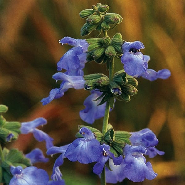  Prairie Salvia