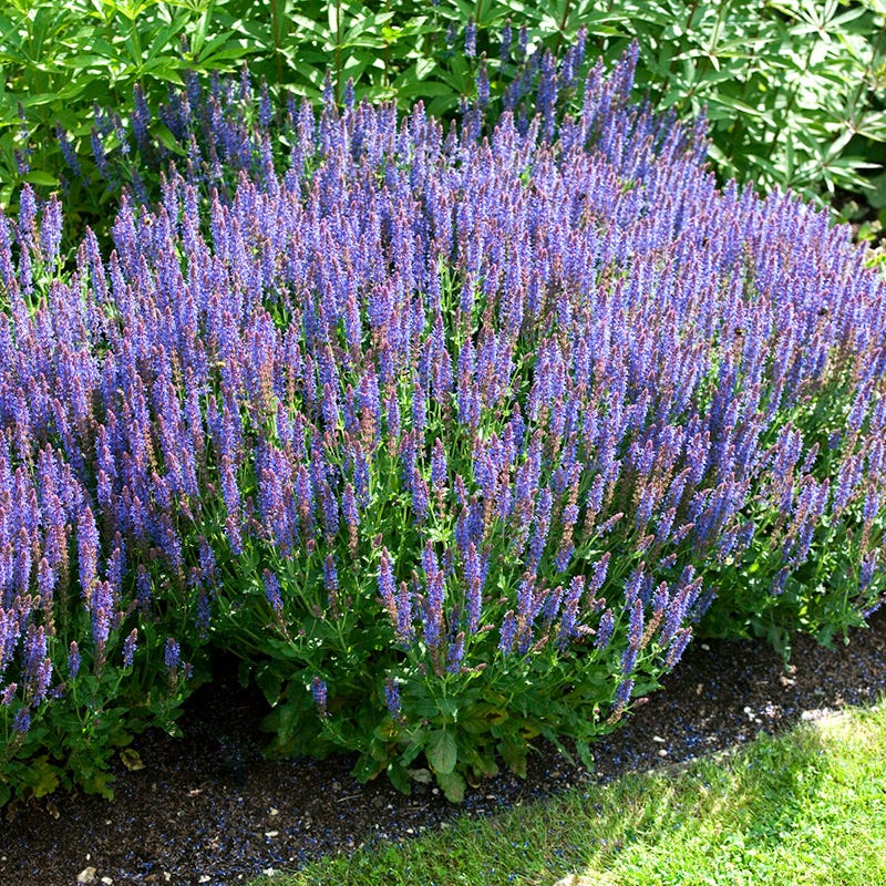  Blue Hill Salvia