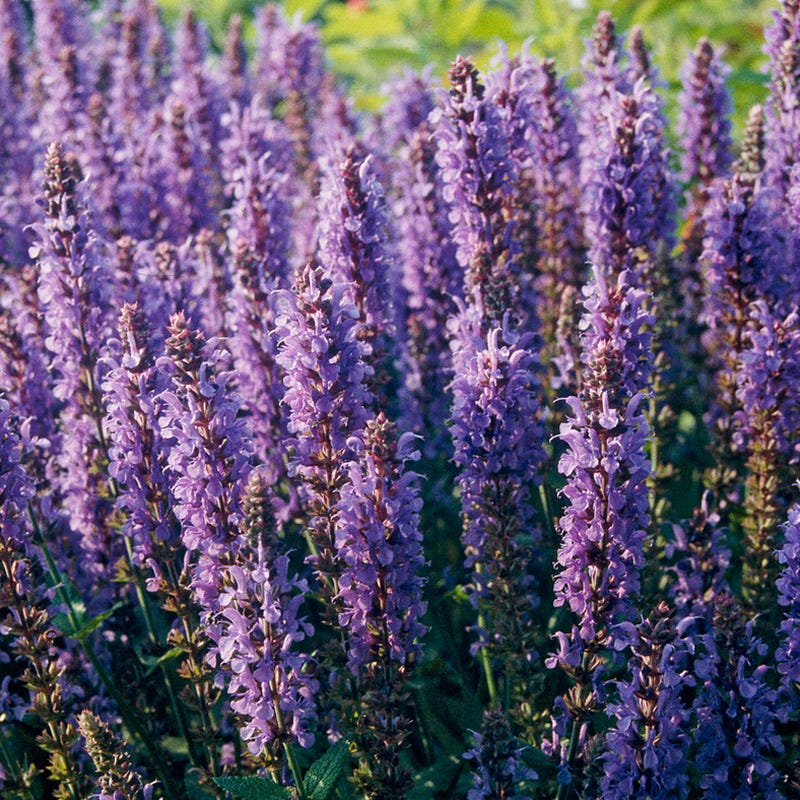  Blue Hill Salvia