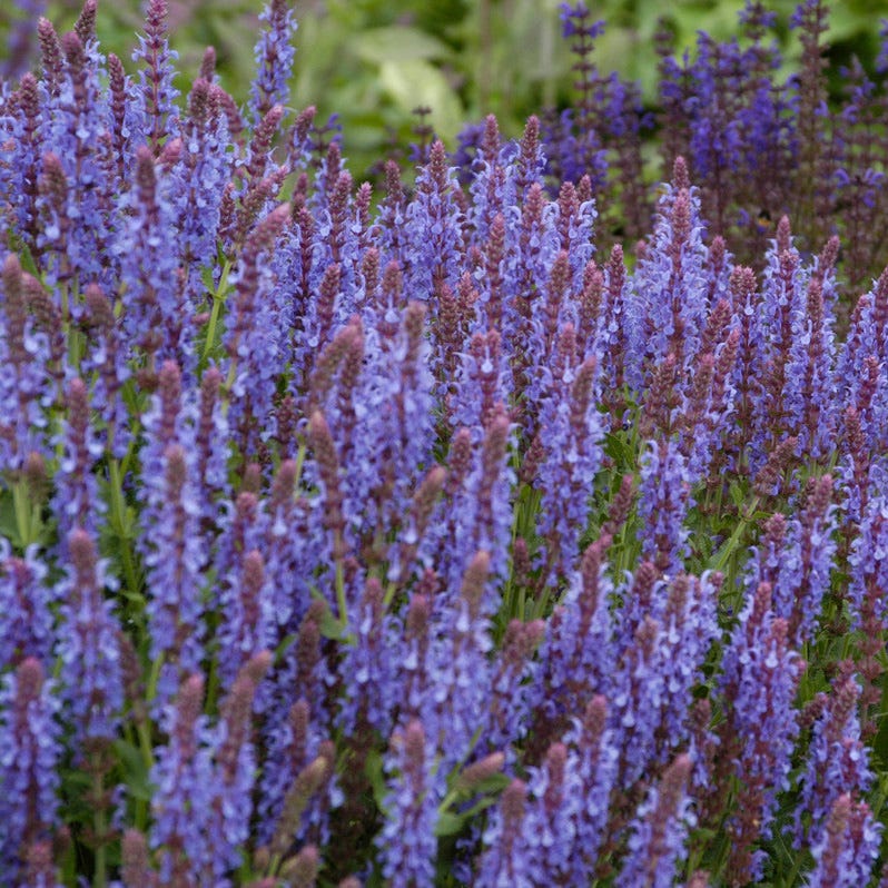 Blue Hill Salvia