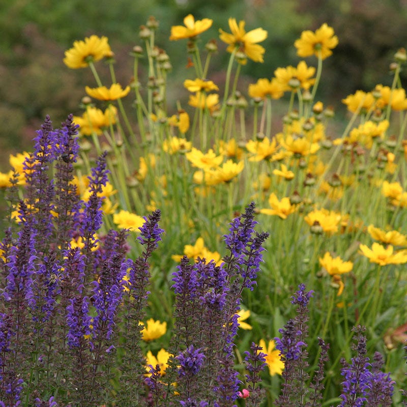  High Country Meadow Native Wildflower Seed Mix