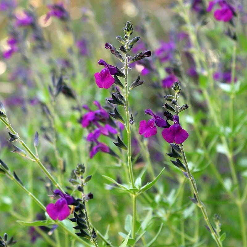  FlowerKisser® Dark Shadows Salvia
